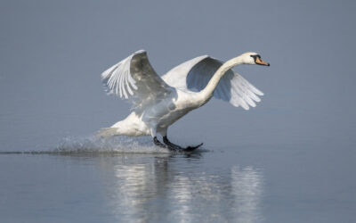 Toch zachtere start handhaving op schijnzelfstandigheid
